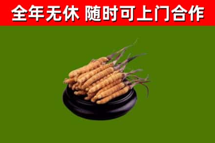 孝感市烟酒回收冬虫夏草.jpg