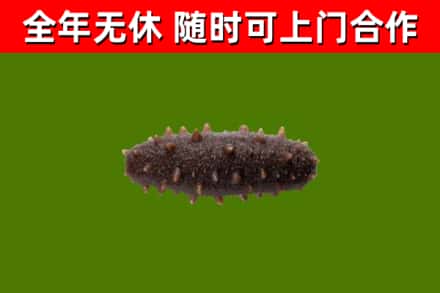 孝感市烟酒回收干海参.jpg